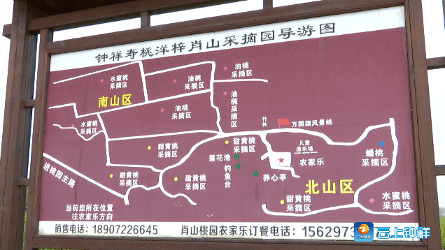 洋梓肖山千亩寿桃结硕果特色产业促脱贫