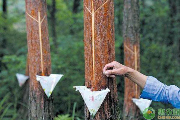 松树油有什么用途?