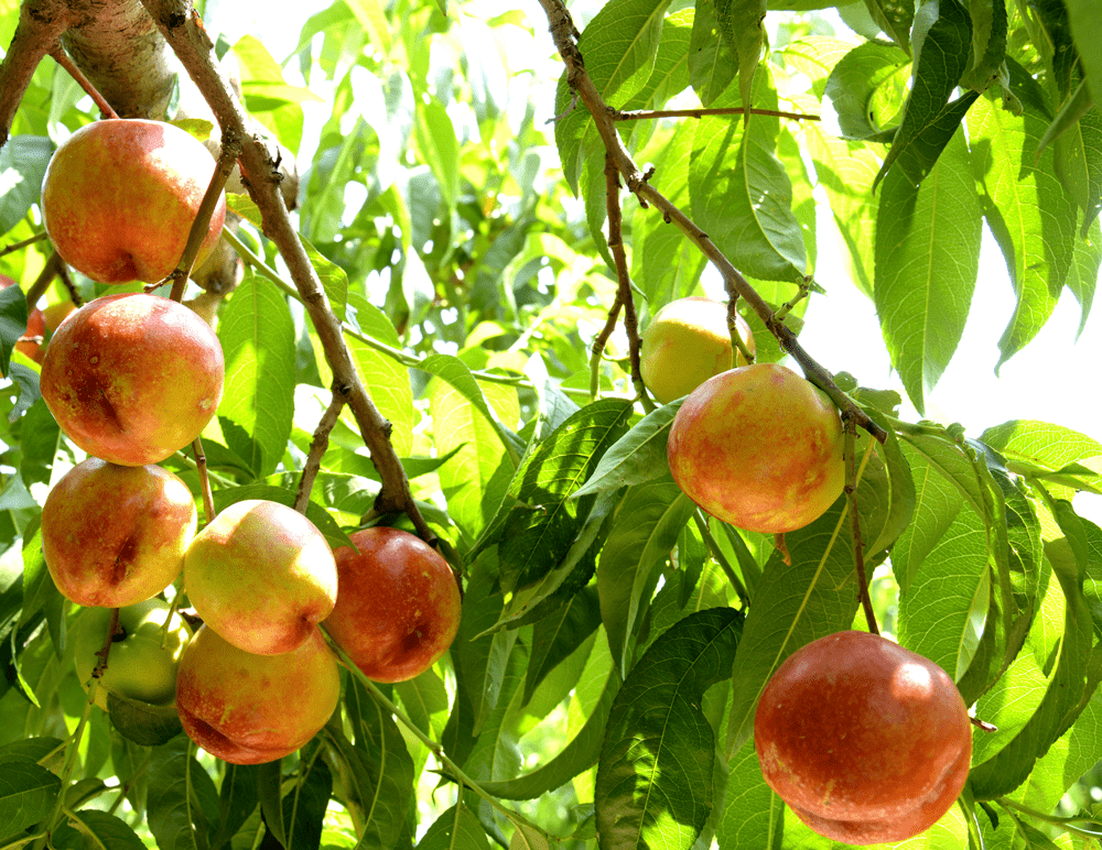 限时尝鲜!鲜脆多汁的美味大桃农场直发,新鲜到家!_水果
