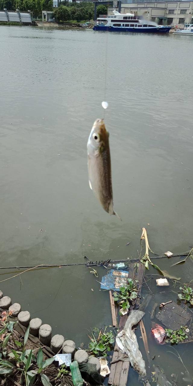 关于路亚白条的一些小技巧新手钓友值得收藏