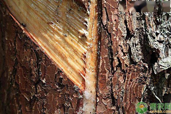 2020松树油价格多少钱一斤?一棵松树一年割多少油?