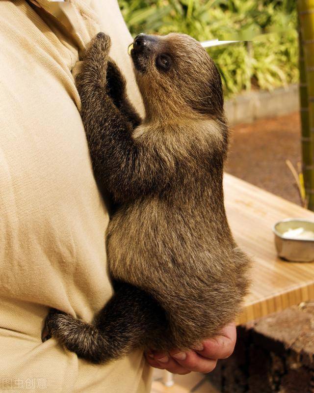 树懒动作那么慢交配时间怎么快到只有5秒