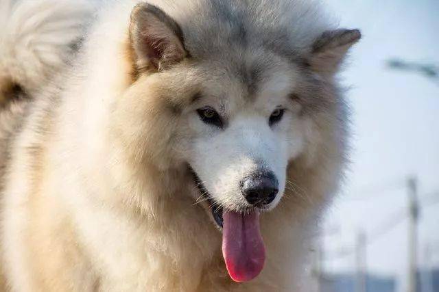 狗市上一只阿拉斯加犬,使用一次2000元,20天就让主人成了万元户