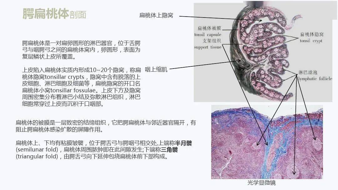 扁桃體詳細解剖