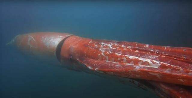 一条"大鱿鱼"被冲上海滩,长度超4米200多公斤,这还是小的?