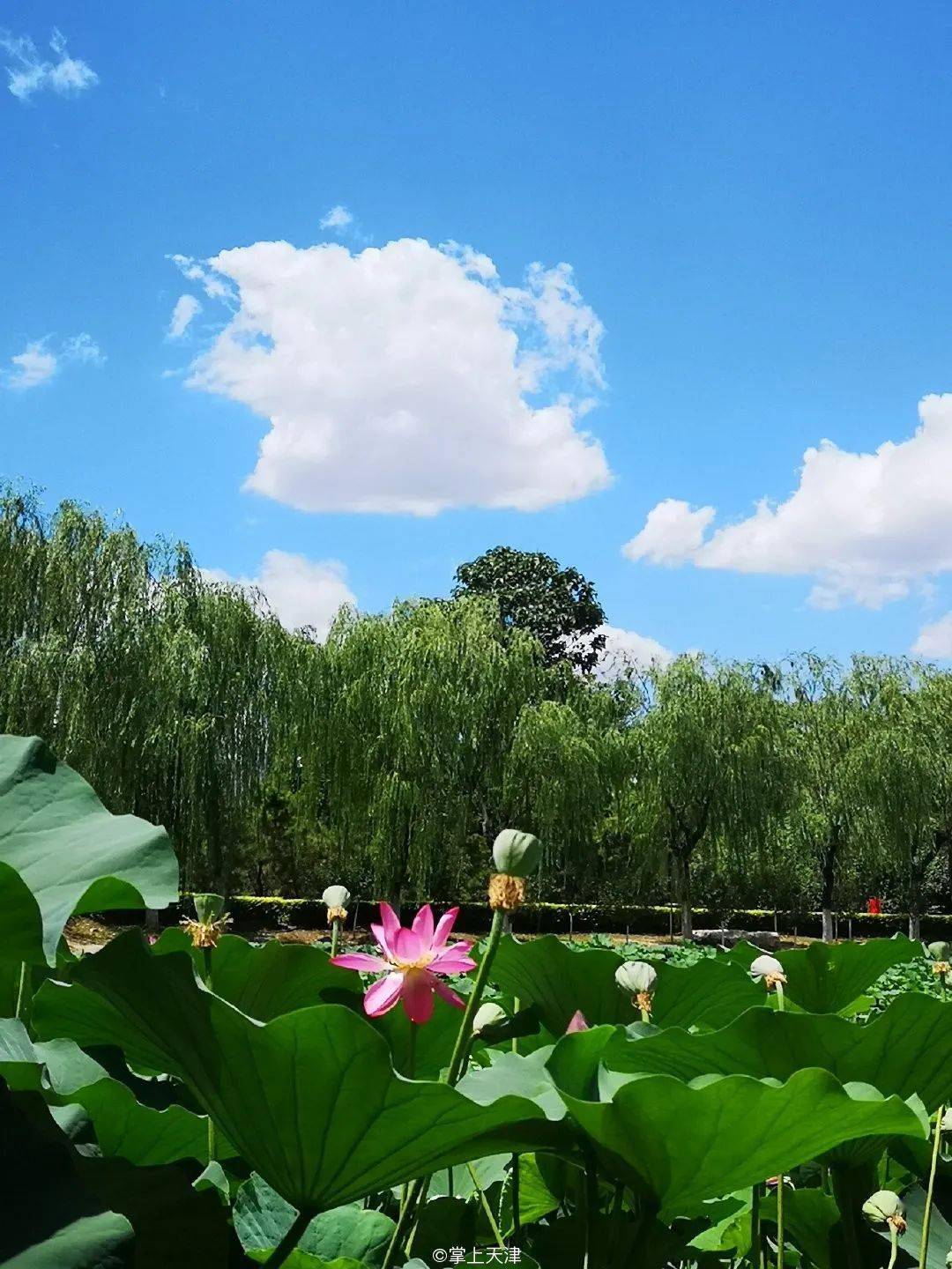 长虹公园地址:天津市南开区水上公园路荷花种类很多,面积也足够大.