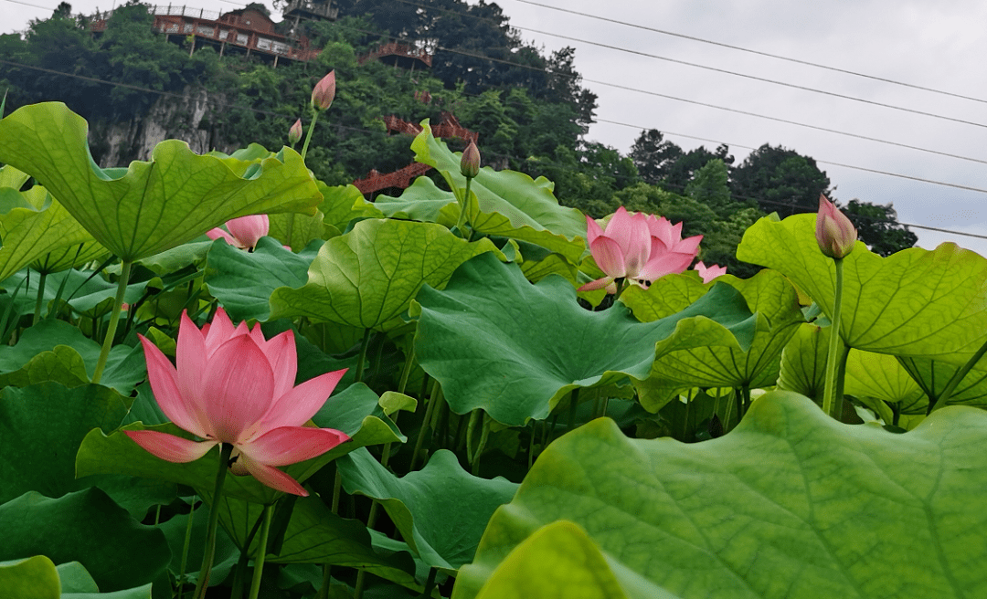 这个周末,带上家人到这里赏荷花吧~_莲池