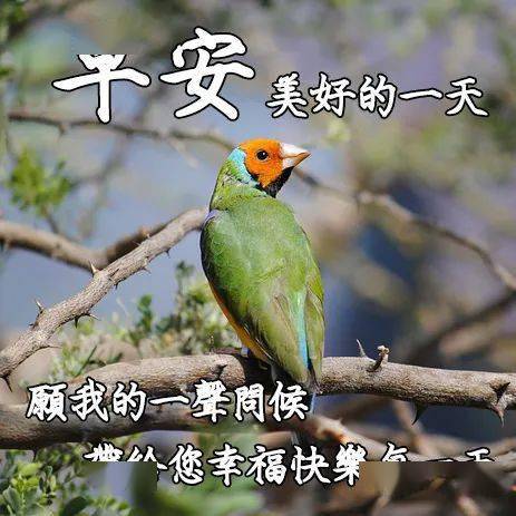 早上好问候语早起第一声问候句子