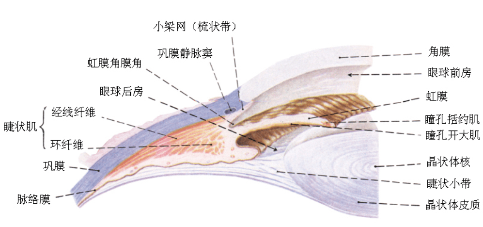 优立金牌培训师点击查看眼科学知识之睫状体篇