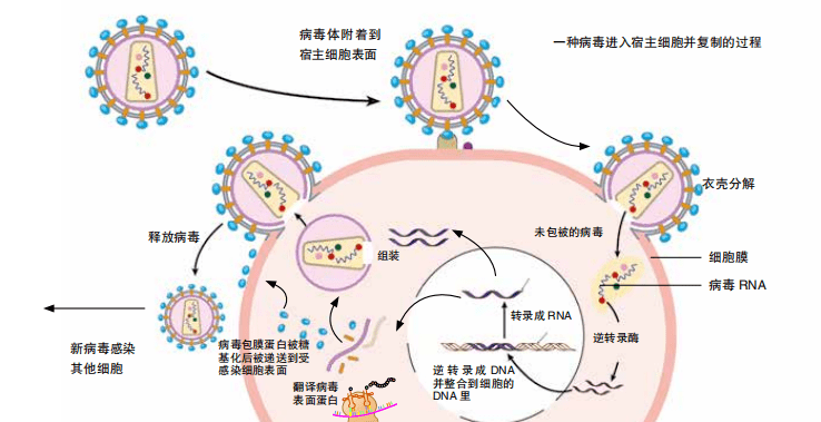 病毒复制的过程图片