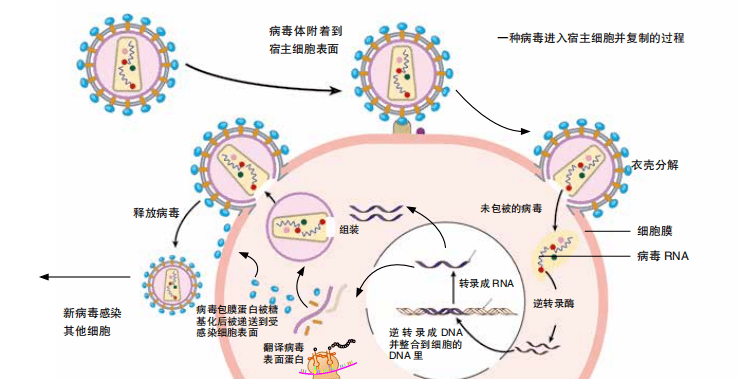 新冠病毒增殖过程图示图片