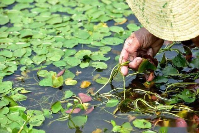荷塘里不起眼的野菜,被当成杂草,如今市场50元一斤,农民很吃惊_荷花