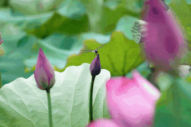 "崇明"拍了拍你,有没有一处让你心动?_夏天