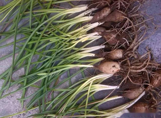 说到植物的陪伴,让我最记忆深刻是一种叫"绵枣"的植物,俗称"天蒜",而