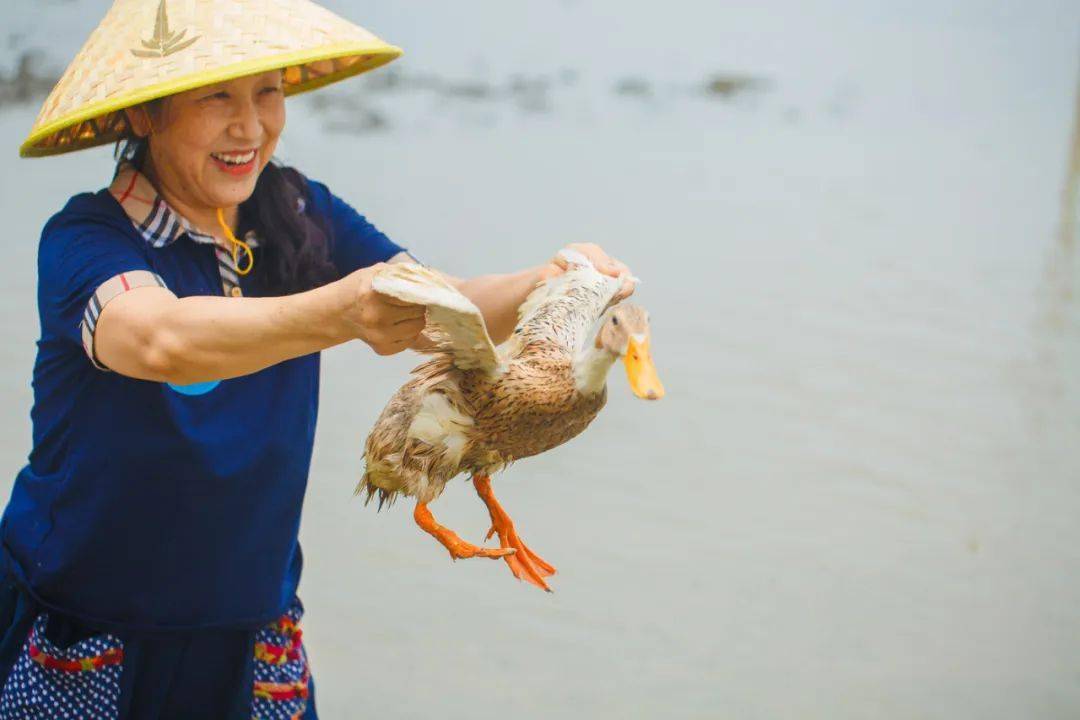 抓鸭子壁纸图片