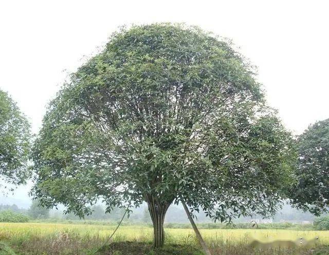 当然除了这三种树之外,还有枣树,榆树,杏树等,也是非常适合在家中种植