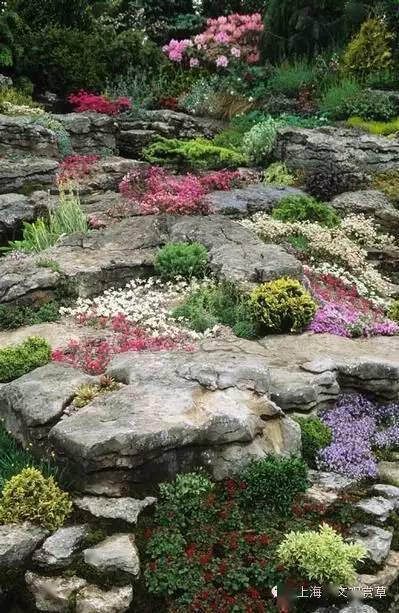 以往与岩石搭配的植物大多都是植株低矮,生长缓慢,生活期长的矮生乔