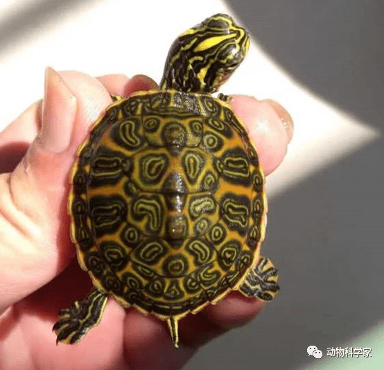 一分钟学会饲养火焰龟