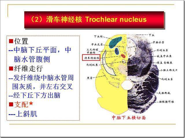 脑干解剖及损害分析_延髓