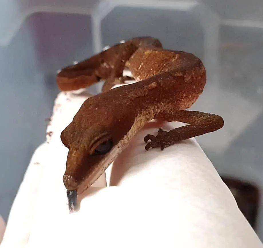 可爱呆萌的猫守宫,居然有条蓝色分岔的小舌头!