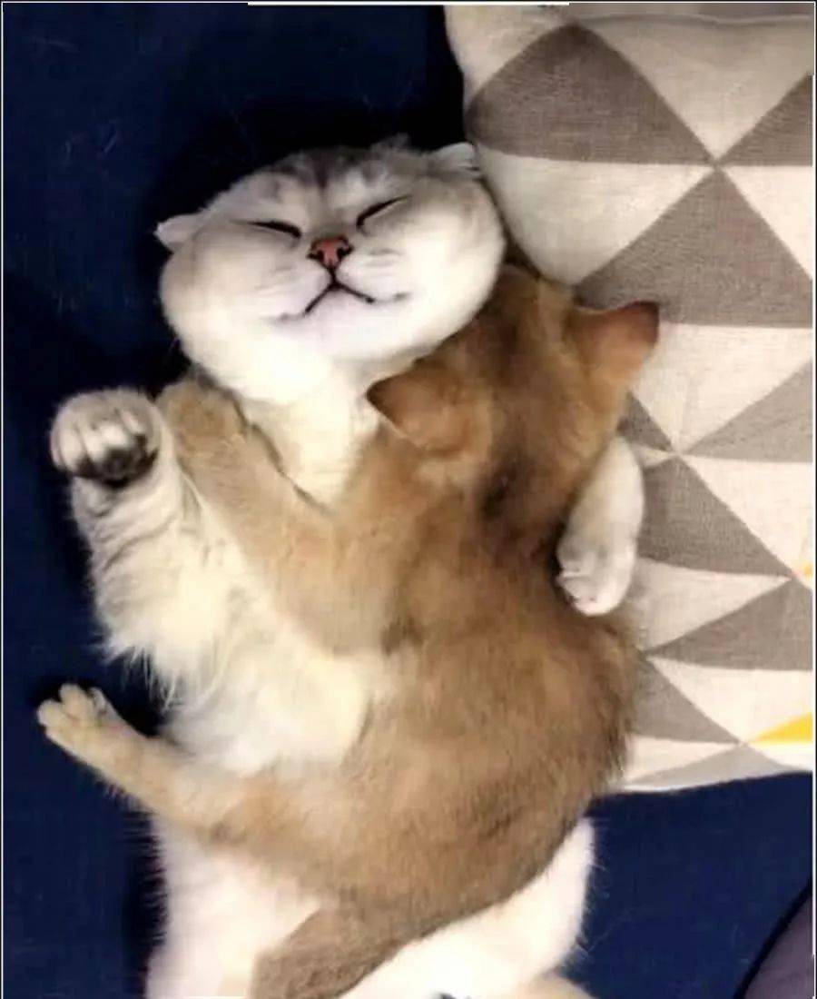 女主半夜起床发现猫咪抱着娃娃睡觉走进一看瞬间被萌化了