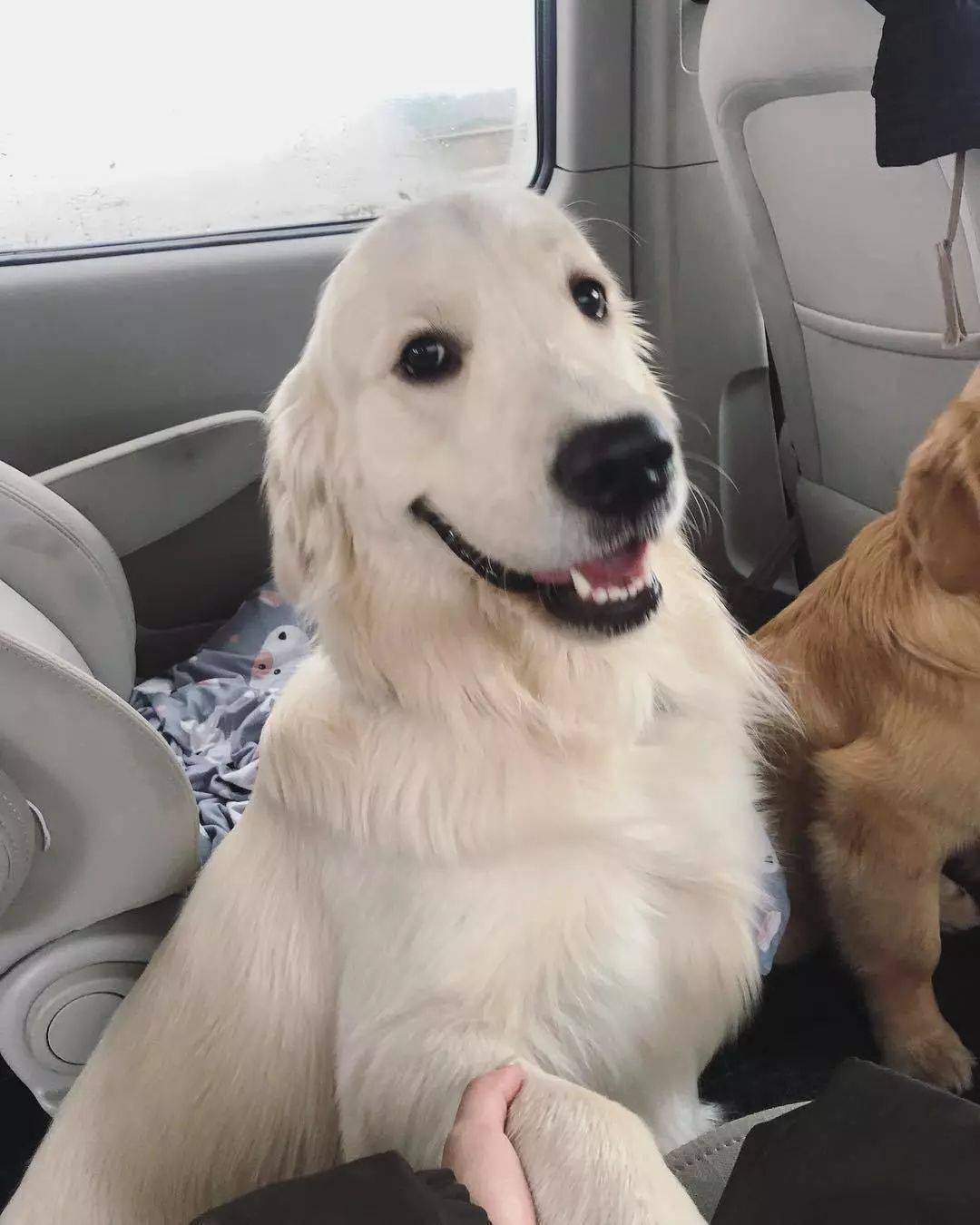 voli是一只奶油色的金毛,浅色的