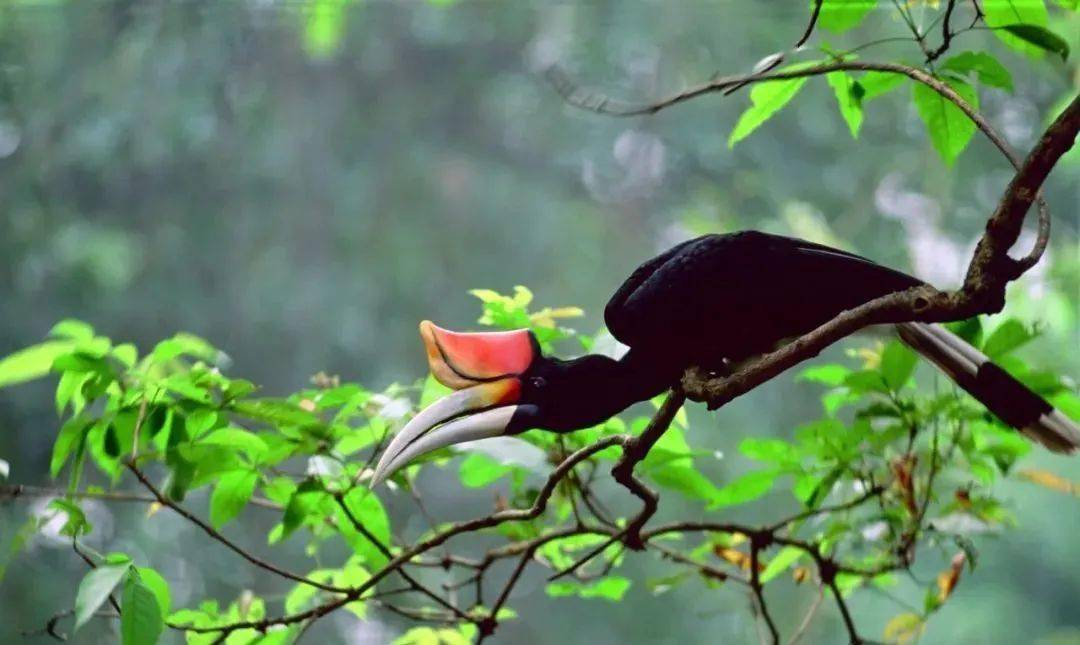 砂拉越游玩图鉴掌上打卡砂拉越