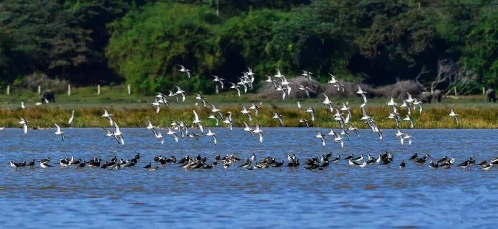 生物多样性惊喜海口羊山湿地发现水蕨新物种属易危物种