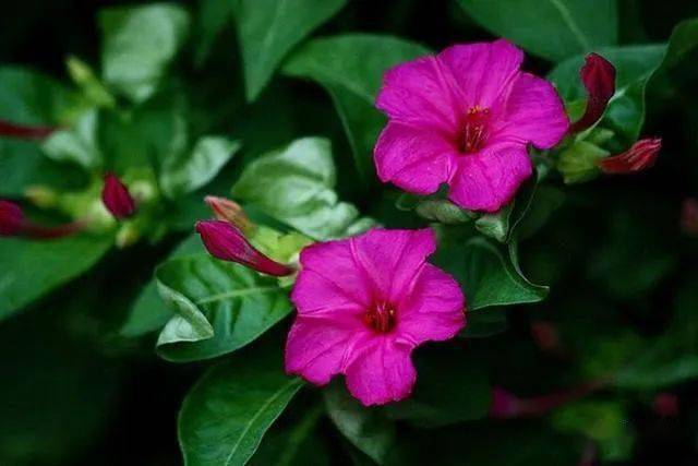 而且它特别能开花,特别能结种子,经常拿着这种小种子来当子弹