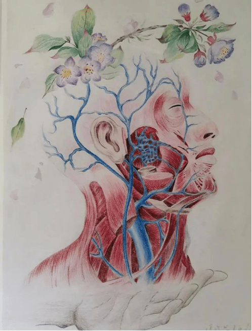 这些图片告诉你:为什么想学医,首先要成为一个画家?