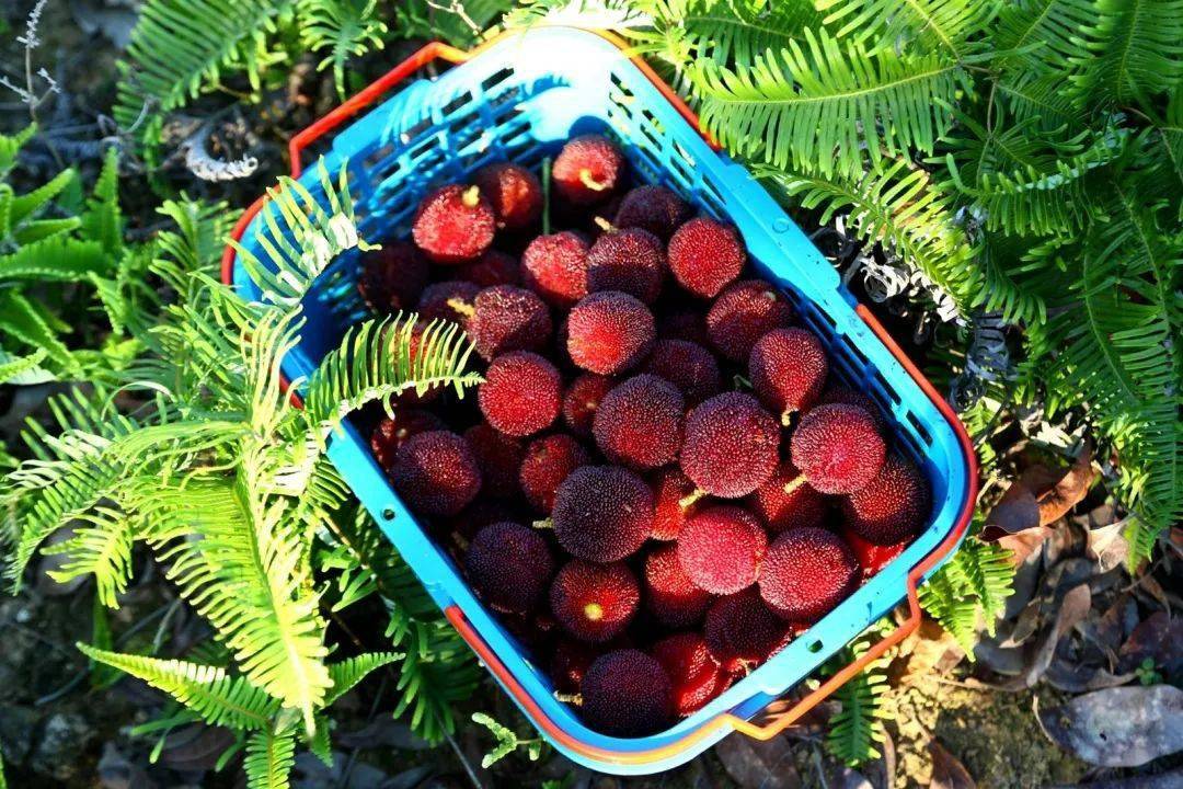 泰顺包垟湖畔杨梅节火爆开幕直播爆卖120000余斤