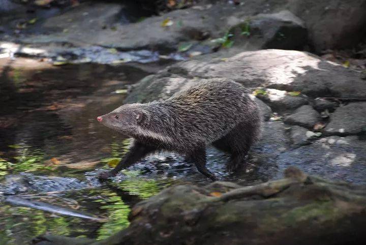 黄山一村民被采取刑事强制措施原因是
