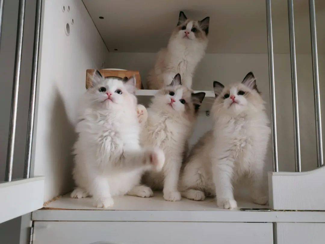 为什么布偶猫那么贵?