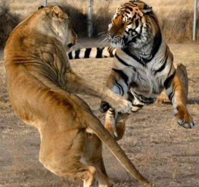 老虎杀死狮子案例图片