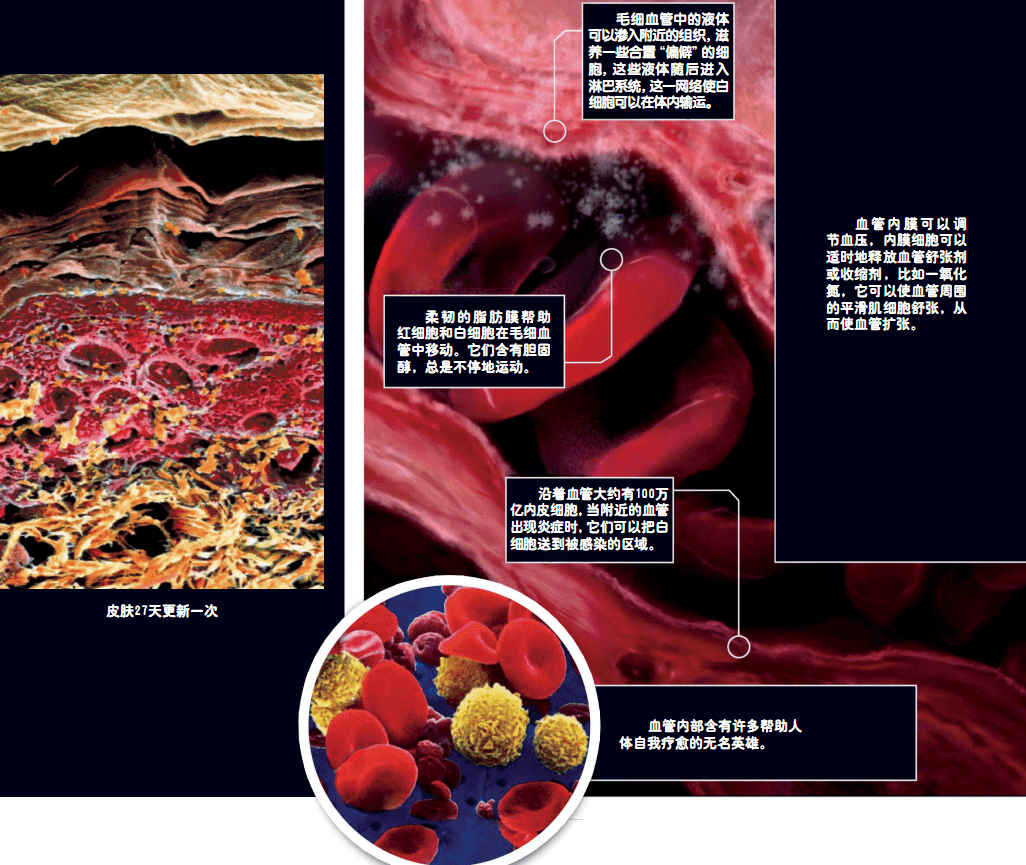 人体细胞神奇的自我更新
