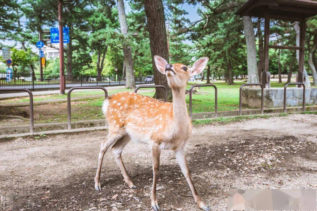 steam超好评游戏非常普通的鹿移植手机端安卓正版将由好游快爆独家