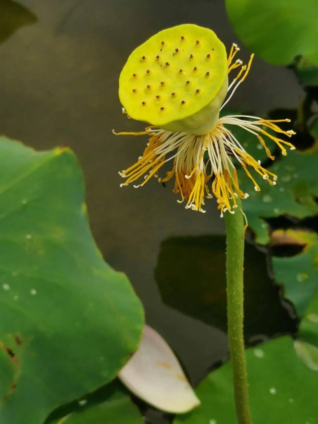 6月28日 惠州博罗古石龙农场,赏万亩荷花 ,观音阁一天游99元