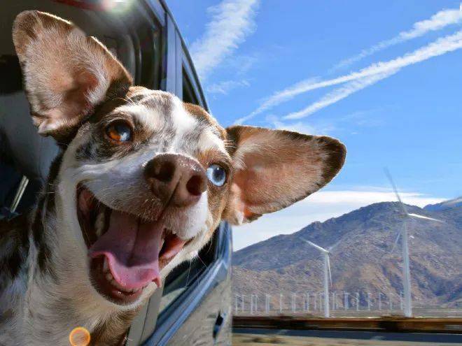 喜欢乘车兜风的可爱汪星人