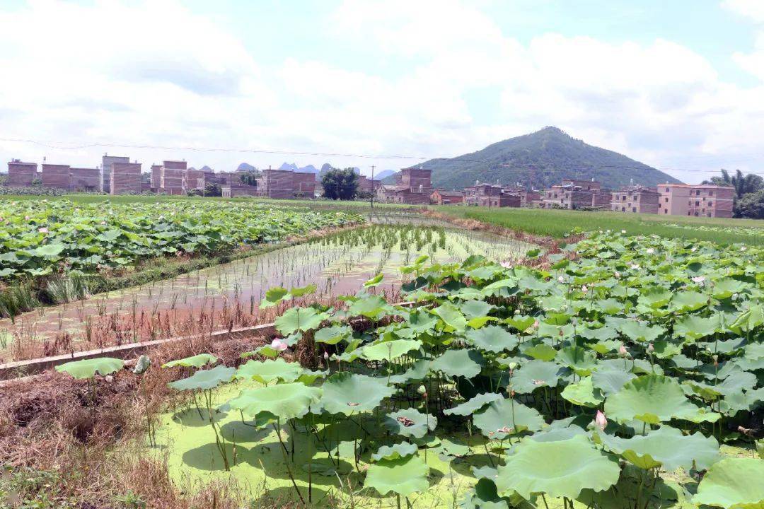 江台村充满希望的田野