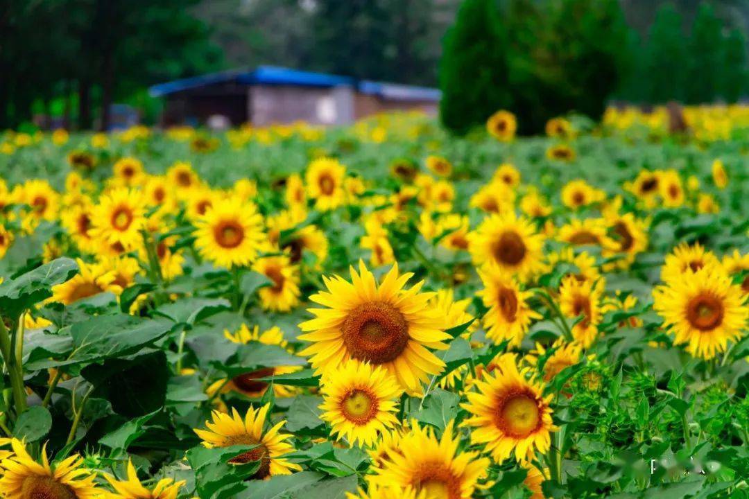 端午节游宋村万亩葵花园
