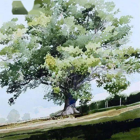 26幅水彩画树作品欣赏,超级赞 水彩树木