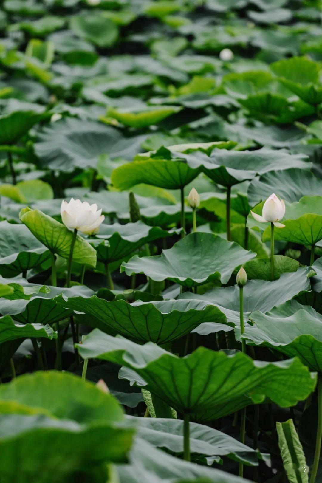 佳景藕得松江这里藏着大片荷塘你来过吗