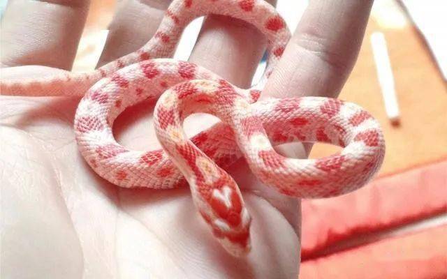 会将自己打结的蛇你见过吗好性格与观赏性集为一体的玉米锦蛇