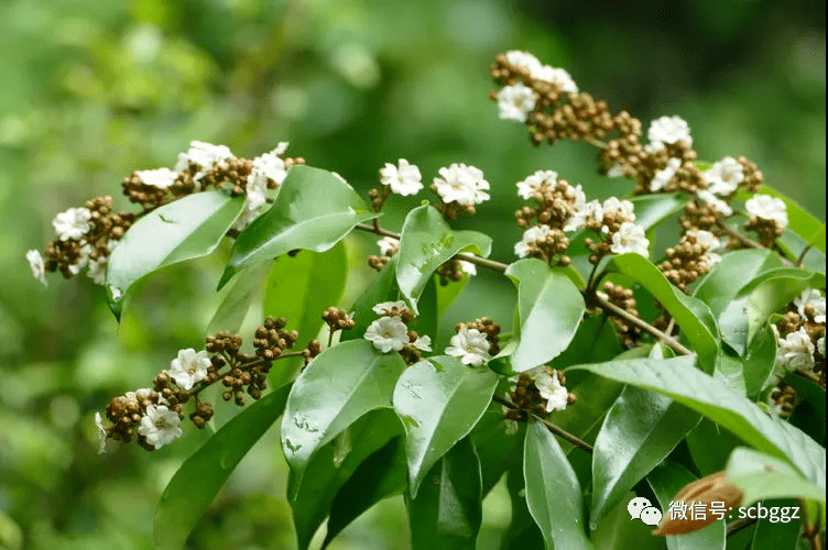 ▼ 黑叶谷木 memecylon nigrescens野牡丹科 谷木属