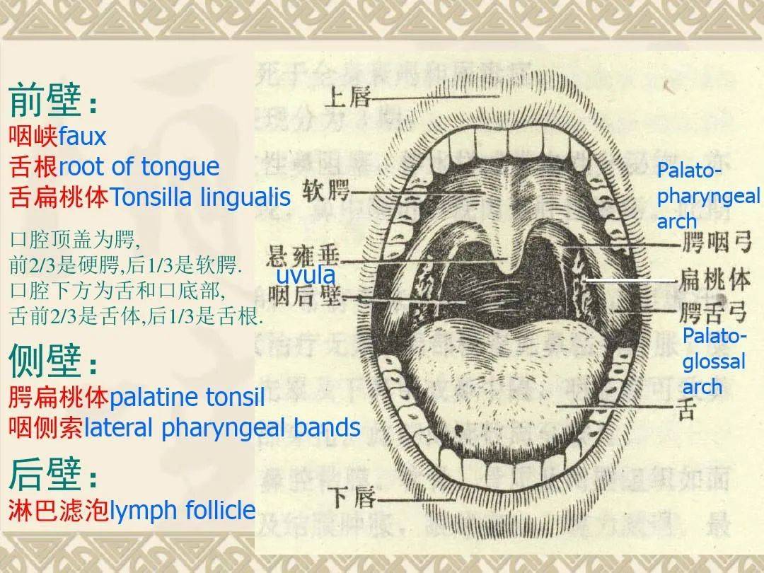 梨窝状咽喉解剖彩图图片