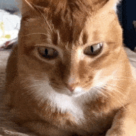 猫咪沙雕表情包 魔性图片