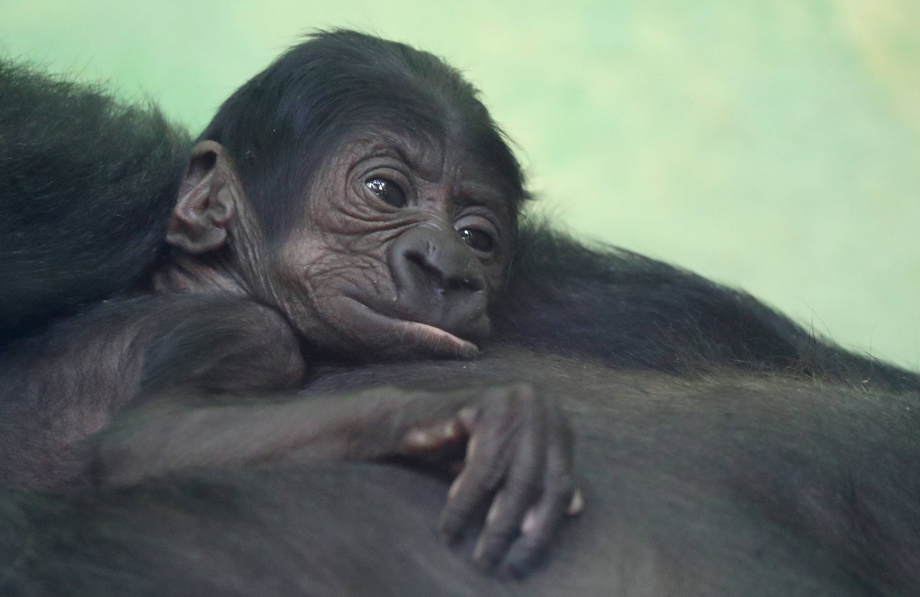 西非黑猩猩图片