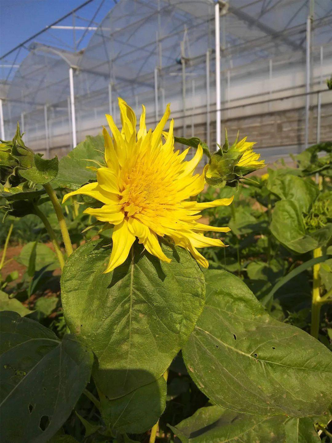 栽培实录那一片彩色向日葵开了