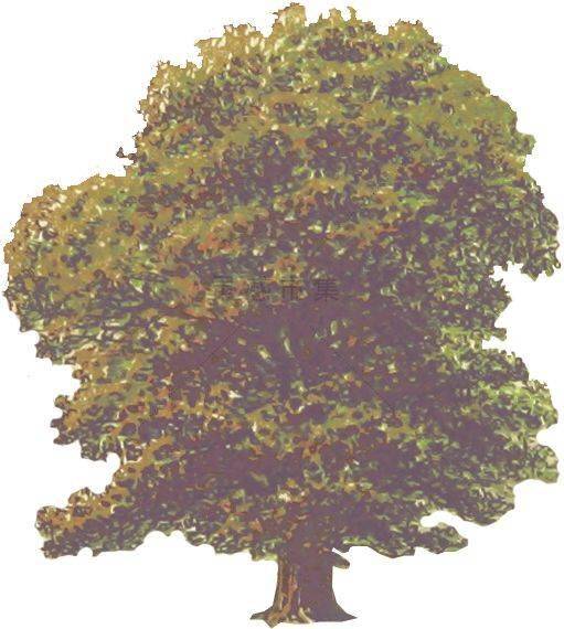 你要的拼贴风植物素材都在这里内附57组拼贴植物