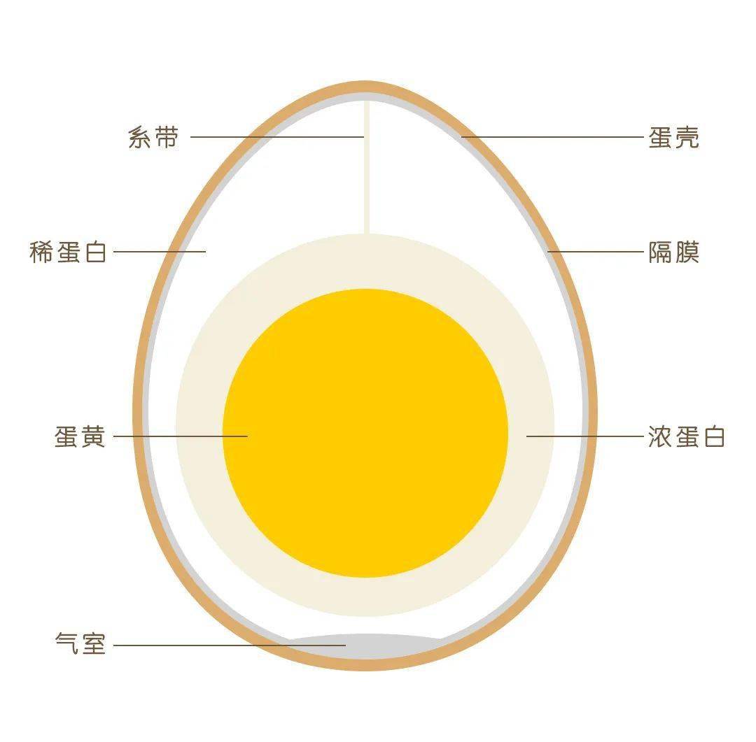 端午的鸭蛋结构图片